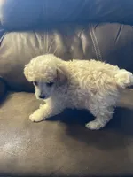Evie Mae, a female Poodle - Toy  for sale in Mendota, IL – 5 of 6