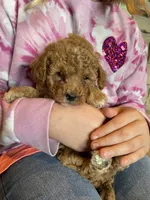 Aubrey Red, a female Poodle - Toy  for sale in Mendota, IL – Photo 3 of 4