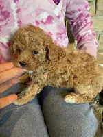 Aubrey Red, a female Poodle - Toy  for sale in Mendota, IL – Photo 4 of 4