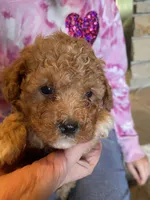Aubrey Red, a female Poodle - Toy  for sale in Mendota, IL – Photo 2 of 4