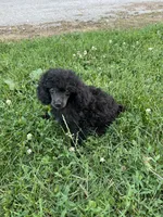 Webster, a male Poodle - Toy  for sale in Mendota, IL – 5 of 5