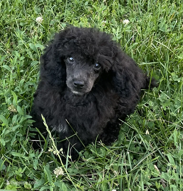 Bond – Poodle - Toy  puppy for sale in Mendota, IL