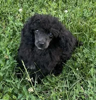 Bond, a male Poodle - Toy  for sale in Mendota, IL – 1 of 4