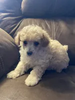 Evie Mae, a female Poodle - Toy  for sale in Mendota, IL – 6 of 6