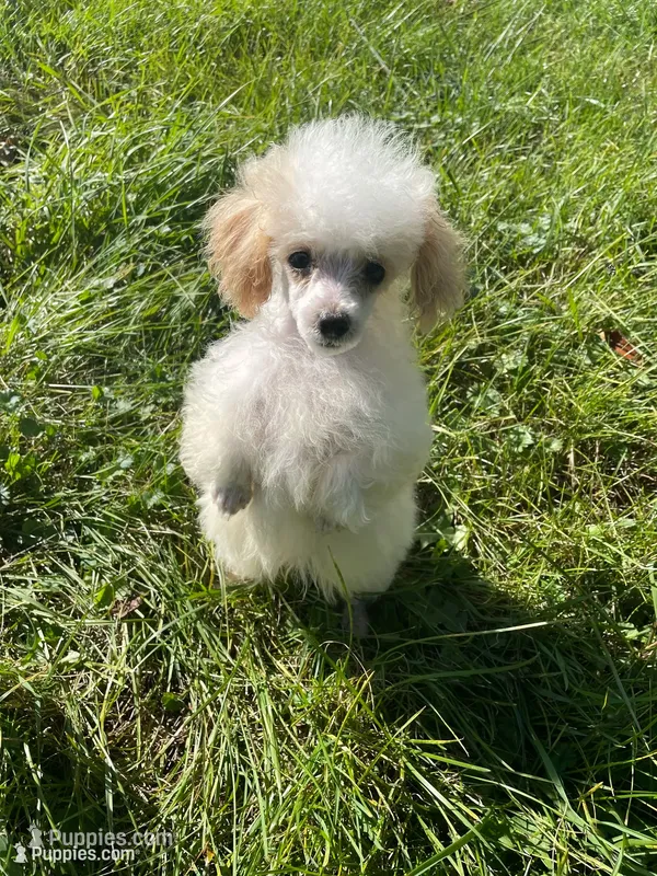 Tiny Tater – Poodle - Toy  puppy for sale in Mendota, IL