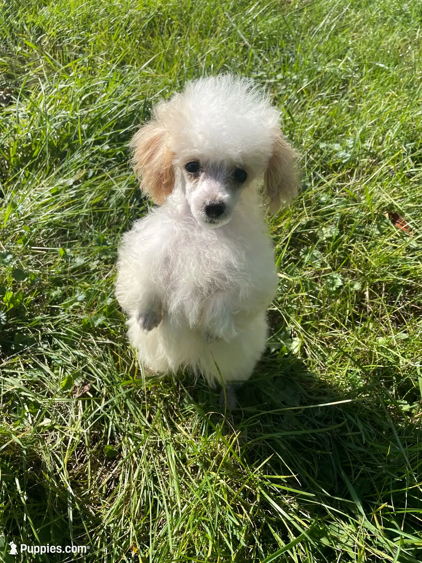 Tiny Tater, a male Poodle - Toy  for sale in Mendota, IL – 1 of 4