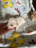 AKC Lester, a male Poodle - Toy  for sale in Mendota, IL – 4 of 6