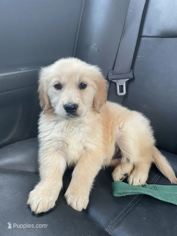 Lacey – Golden Retriever puppy for sale in Mendota, IL