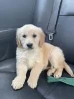 Lacey, a female Golden Retriever for sale in Mendota, IL – 1 of 6