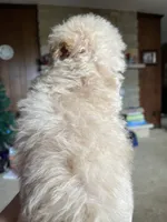 AKC Roy, a male Poodle - Toy  for sale in Mendota, IL – 2 of 3