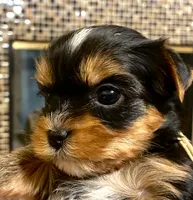 Ella  AkC Champion Bloodlines, a female Yorkshire Terrier for sale in Spring Branch, TX – 4 of 6