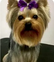 Cooper, a male Yorkshire Terrier for sale in Spring Branch, TX – 5 of 6