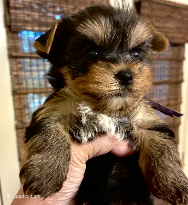 Cooper – Yorkshire Terrier puppy for sale in Spring Branch, TX