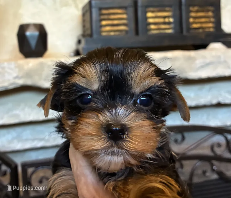 Ella  AkC Champion Bloodlines – Yorkshire Terrier puppy for sale in Spring Branch, TX