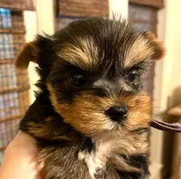 Cooper, a male Yorkshire Terrier for sale in Spring Branch, TX – 2 of 6
