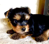 Cody AKC Champion Bloodlines, a male Yorkshire Terrier for sale in Spring Branch, TX – 4 of 4