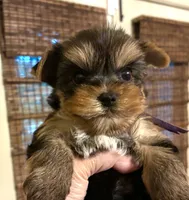 Bentley, a male Yorkshire Terrier for sale in Spring Branch, TX – 2 of 4