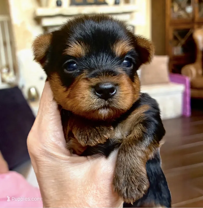 Riley AKC Champion Bloodlines  – Yorkshire Terrier puppy for sale in Spring Branch, TX