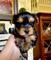 Cody AKC Champion Bloodlines, a male Yorkshire Terrier for sale in Spring Branch, TX – 2 of 4