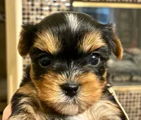 Ella  AkC Champion Bloodlines, a female Yorkshire Terrier for sale in Spring Branch, TX – 1 of 6