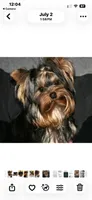 Ella  AkC Champion Bloodlines, a female Yorkshire Terrier for sale in Spring Branch, TX – 5 of 6