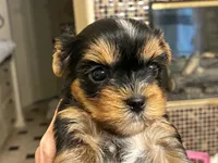 Ella  AkC Champion Bloodlines, a female Yorkshire Terrier for sale in Spring Branch, TX – 2 of 6