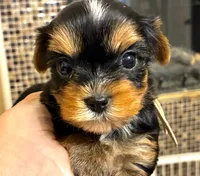 Ella  AkC Champion Bloodlines, a female Yorkshire Terrier for sale in Spring Branch, TX – 3 of 6