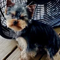 Ella  AkC Champion Bloodlines, a female Yorkshire Terrier for sale in Spring Branch, TX – 6 of 6