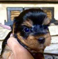 Cooper, a male Yorkshire Terrier for sale in Spring Branch, TX – 3 of 6