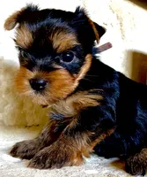 Cooper, a male Yorkshire Terrier for sale in Spring Branch, TX – 4 of 6