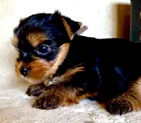 Cody AKC Champion Bloodlines, a male Yorkshire Terrier for sale in Spring Branch, TX – 3 of 4