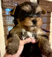 Bentley, a male Yorkshire Terrier for sale in Spring Branch, TX – 1 of 4