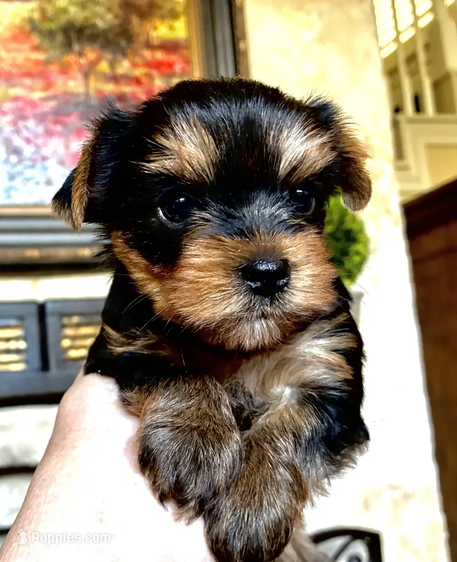 Cody AKC Champion Bloodlines – Yorkshire Terrier puppy for sale in Spring Branch, TX