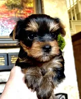 Cody AKC Champion Bloodlines, a male Yorkshire Terrier for sale in Spring Branch, TX – 1 of 4