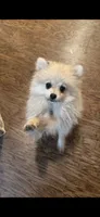 Luna, a female Pomeranian for sale in Dallas, TX – 4 of 4