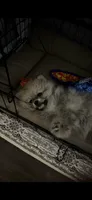Luna, a female Pomeranian for sale in Dallas, TX – 2 of 4