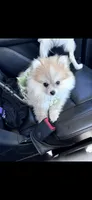 Luna, a female Pomeranian for sale in Dallas, TX – 3 of 4