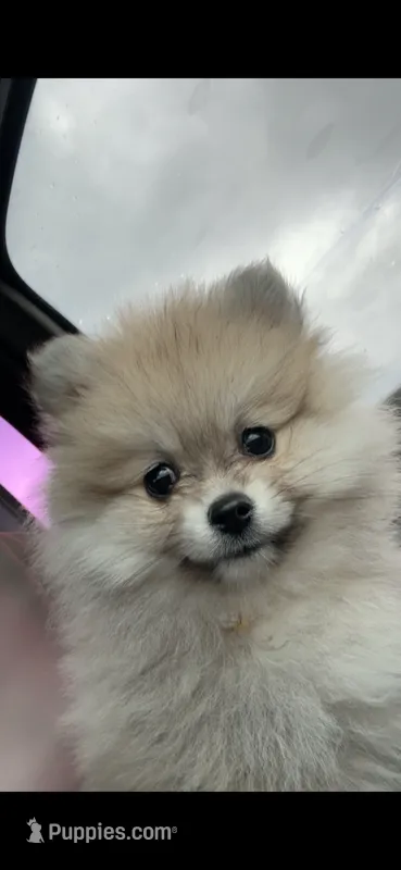 Luna – Pomeranian puppy for sale in Dallas, TX