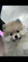 Luna, a female Pomeranian for sale in Dallas, TX – 1 of 4