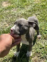 Blueprint , a male American Bully for sale in Norlina, NC – 2 of 2