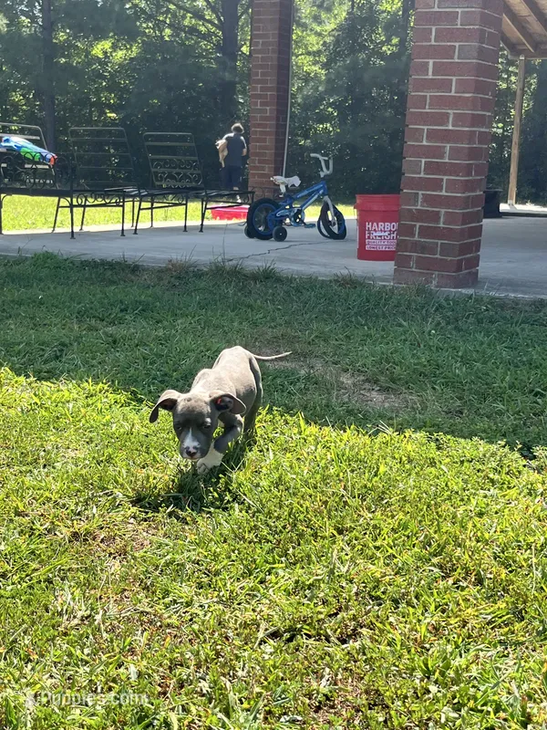 Blueprint  – American Bully puppy for sale in Norlina, NC
