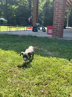 Blueprint , a male American Bully for sale in Norlina, NC – 1 of 2