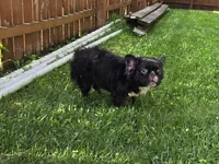 Missyy, a female French Bulldog for sale in Aurora, IL – 2 of 4