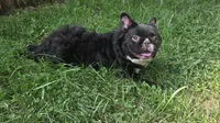Misssy, a female French Bulldog for sale in Aurora, IL – 3 of 5