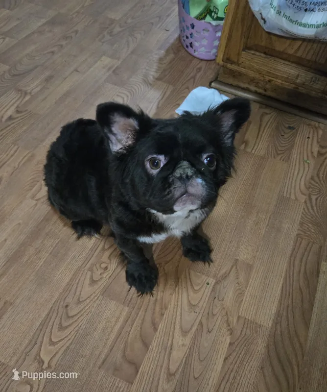 Missy  – French Bulldog puppy for sale in Aurora, IL