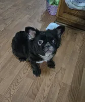 Missy , a female French Bulldog for sale in Aurora, IL – 1 of 3