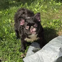 Misssy, a female French Bulldog for sale in Aurora, IL – 1 of 1