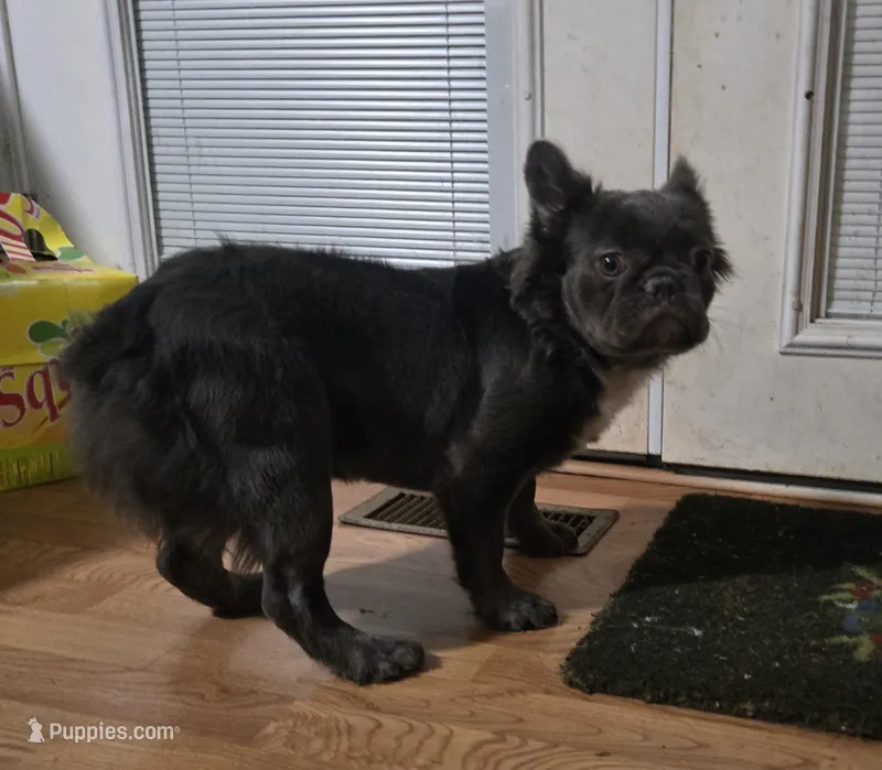 Neila – French Bulldog puppy for sale in Aurora, IL