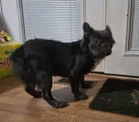 Neila, a female French Bulldog for sale in Aurora, IL – 1 of 3