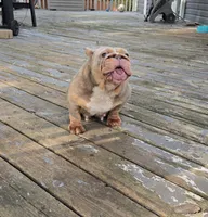 Chelseaaaa, a female English Bulldog for sale in Aurora, IL – 6 of 6
